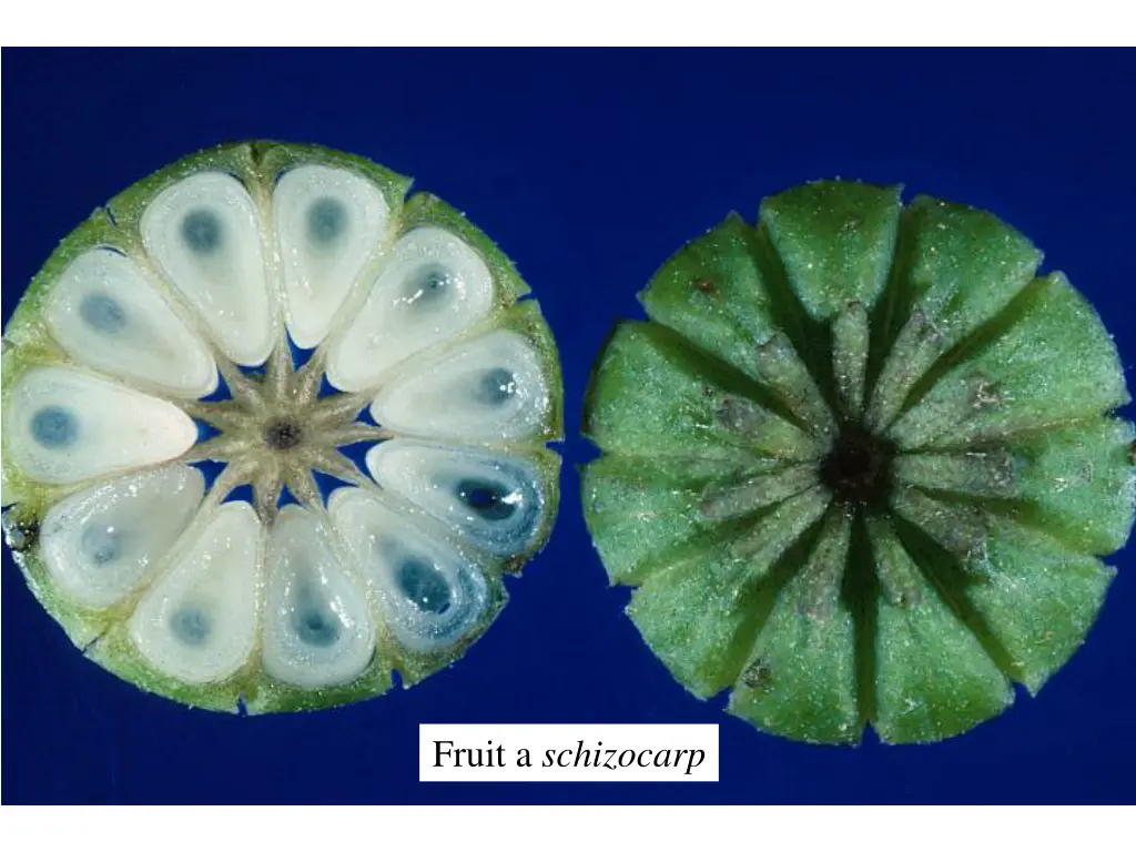 fruit a schizocarp