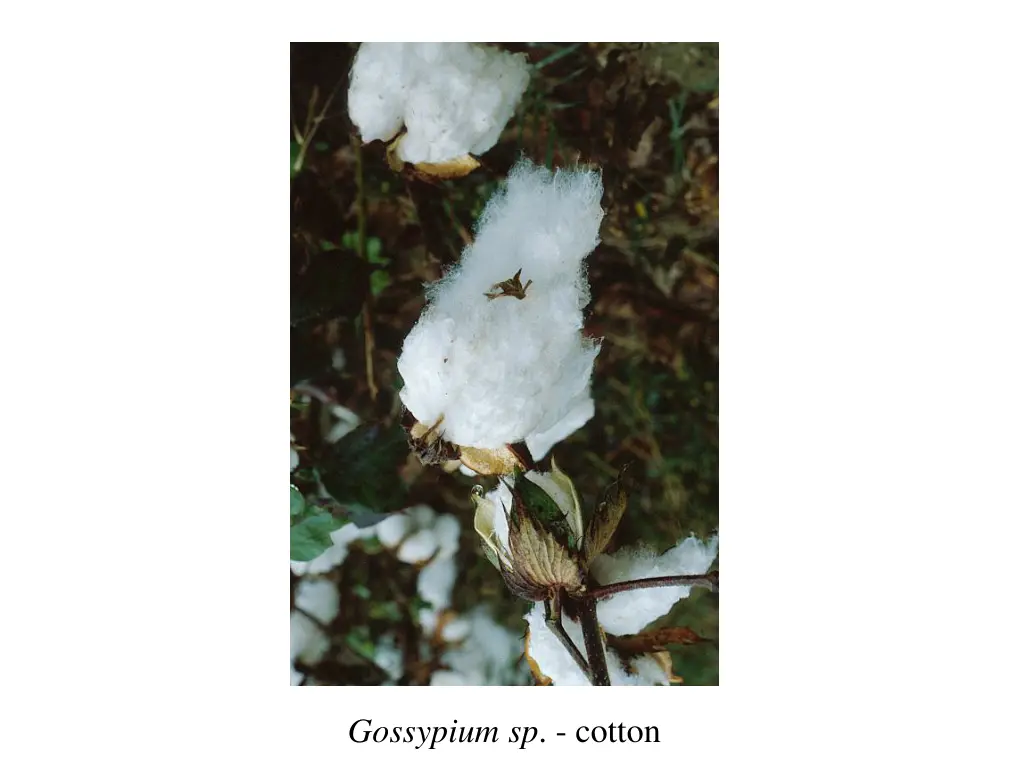 gossypium sp cotton