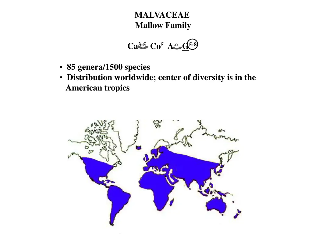 malvaceae mallow family