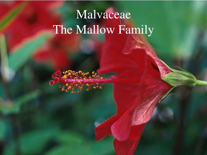 malvaceae the mallow family