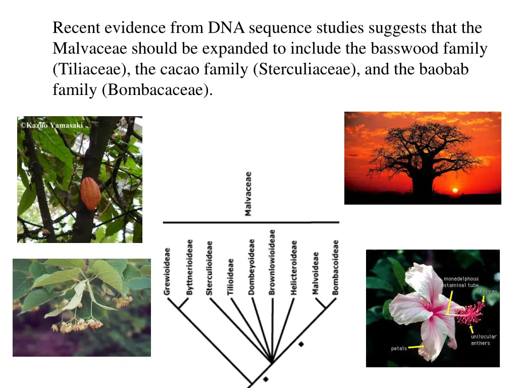 recent evidence from dna sequence studies