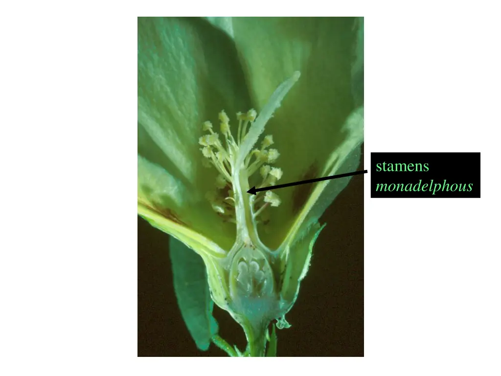 stamens monadelphous