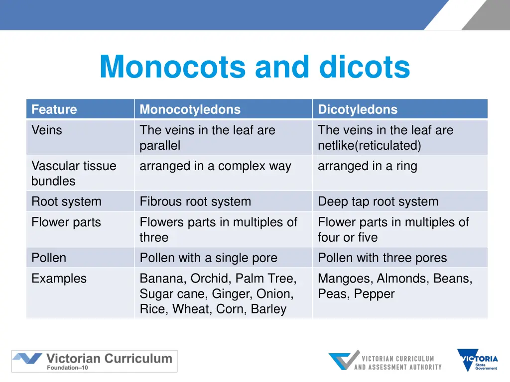 monocots and dicots