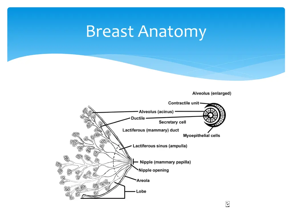 breast anatomy