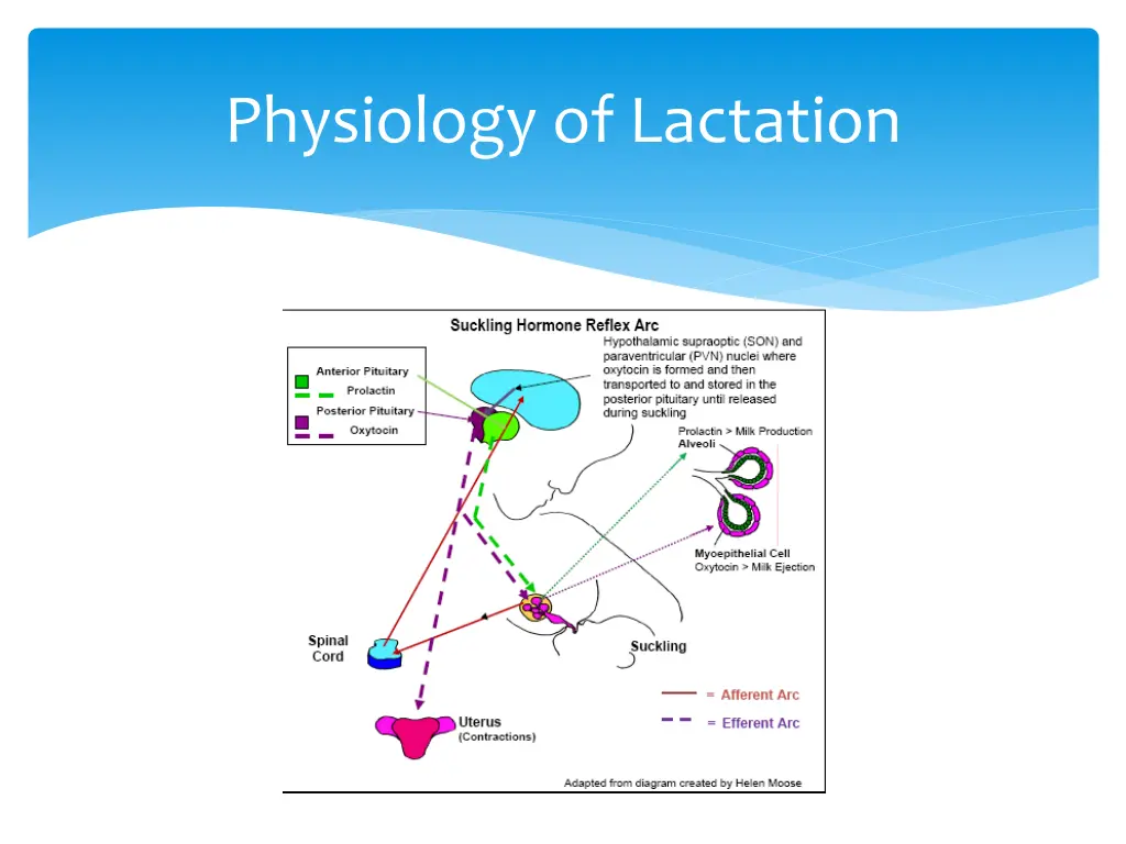 physiology of lactation 4