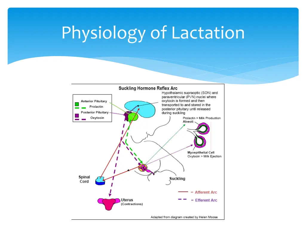 physiology of lactation