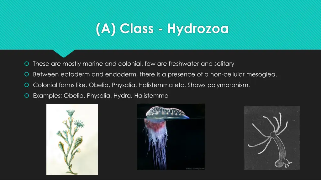 a class hydrozoa