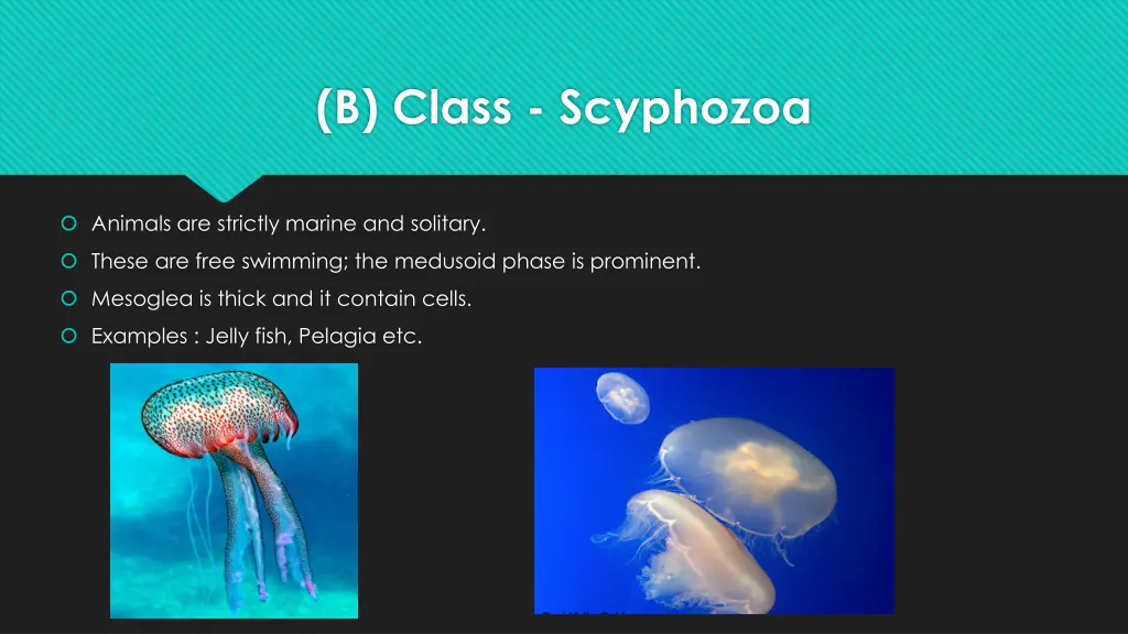 b class scyphozoa