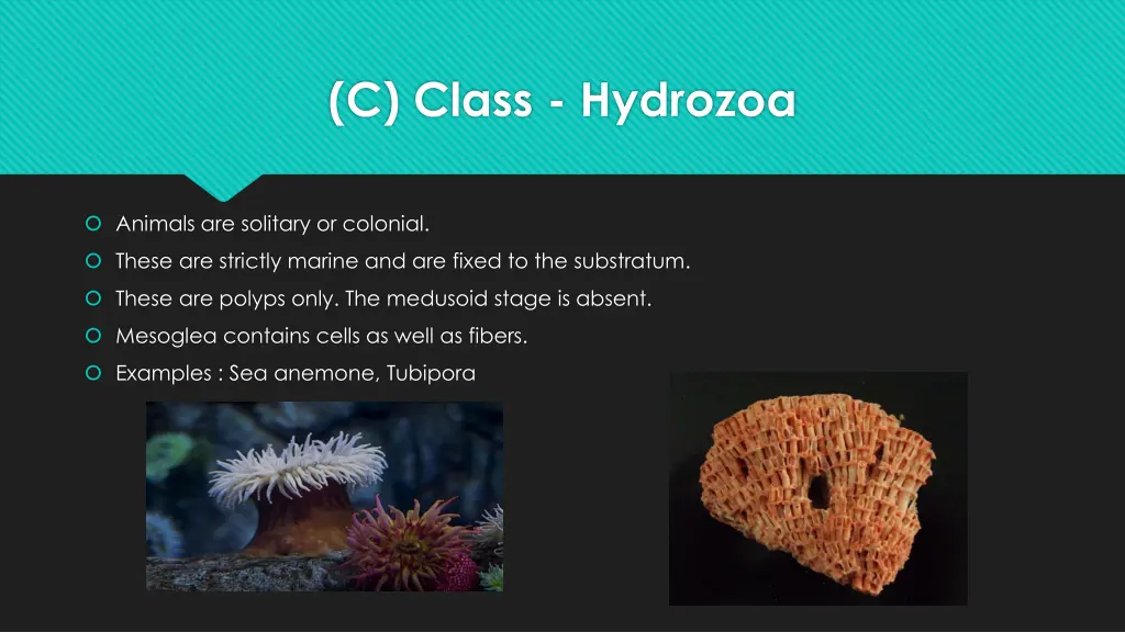 c class hydrozoa