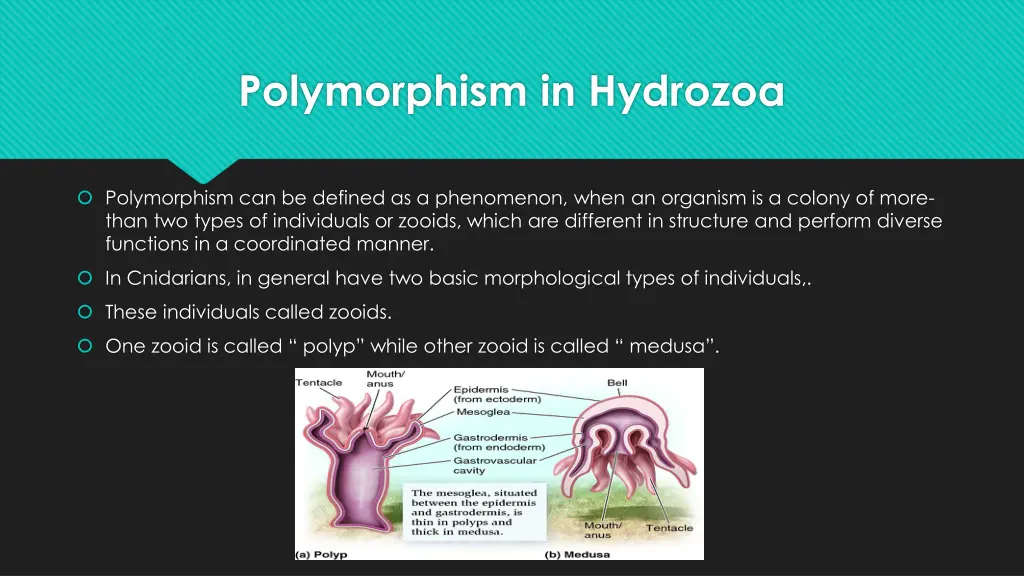 polymorphism in hydrozoa