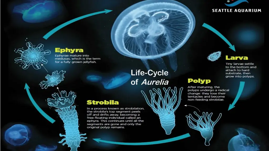 life cycle of aurelia