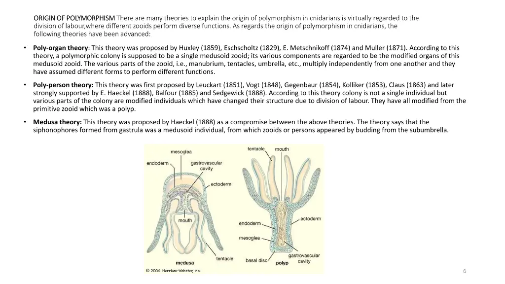 origin of polymorphism origin of polymorphism