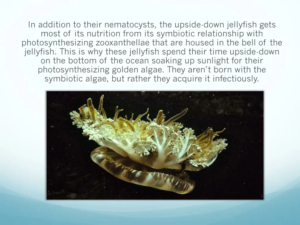 in addition to their nematocysts the upside down