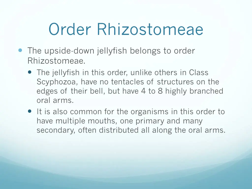 order rhizostomeae