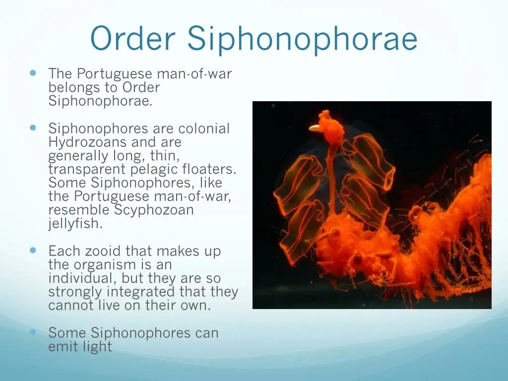 order siphonophorae the portuguese