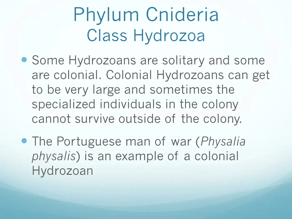 phylum cnideria class hydrozoa