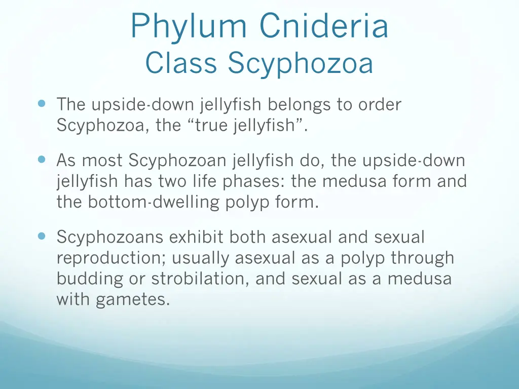 phylum cnideria class scyphozoa