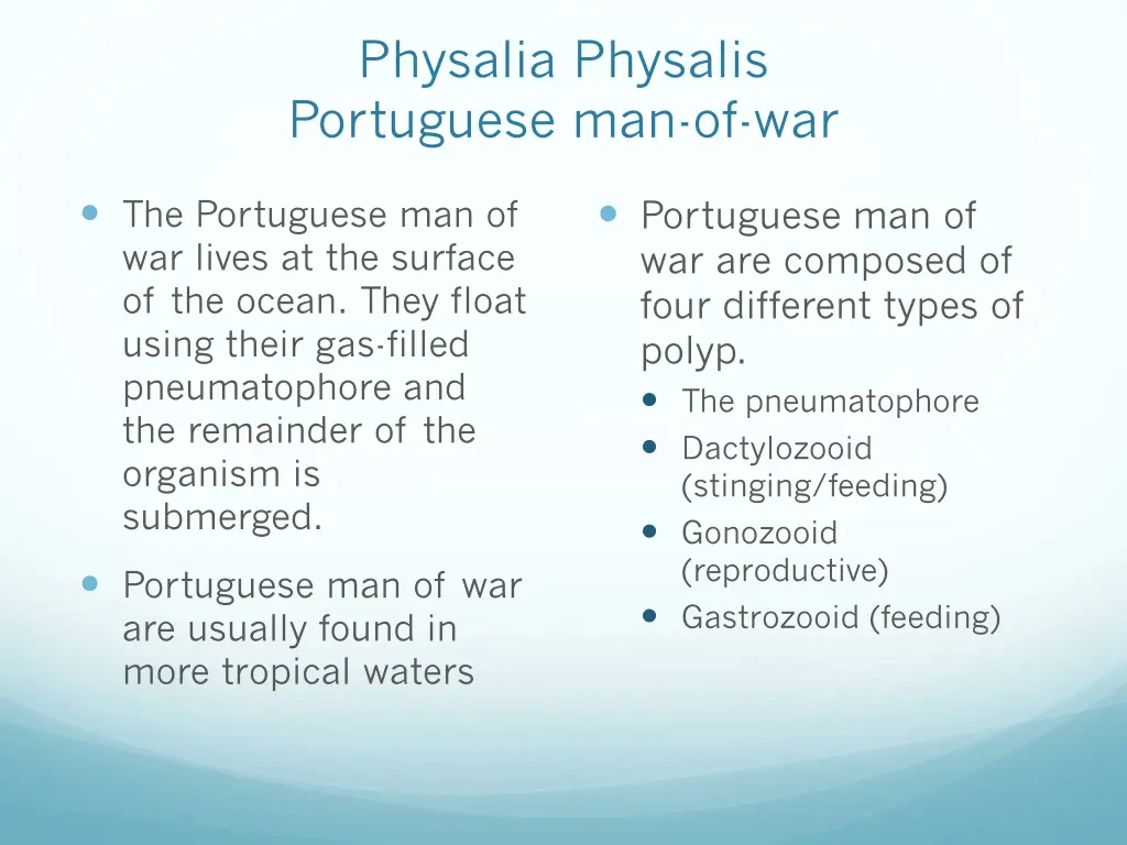 physalia physalis portuguese man of war