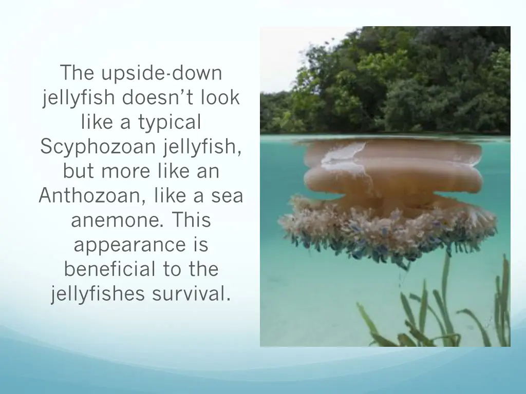 the upside down jellyfish doesn t look like