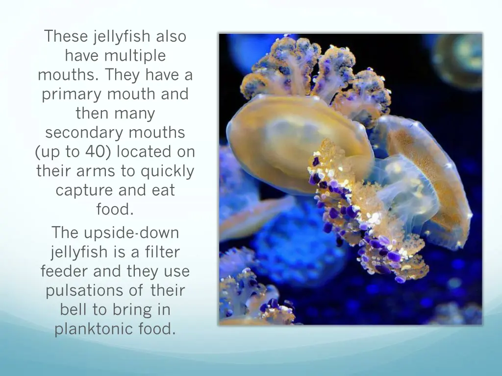 these jellyfish also have multiple mouths they