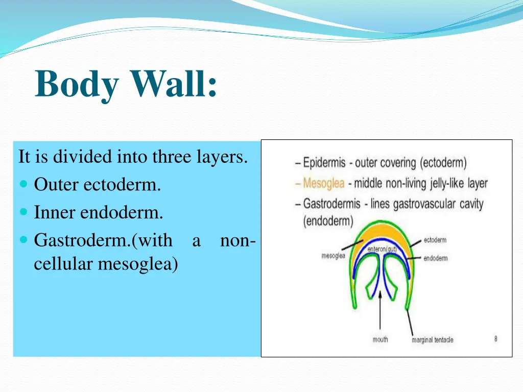 body wall