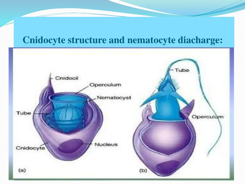 cnidocyte structure and nematocyte diacharge