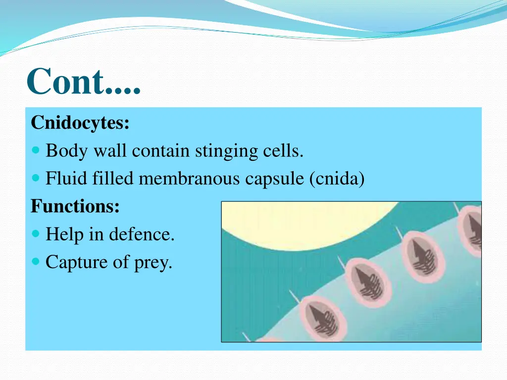 cont cnidocytes body wall contain stinging cells