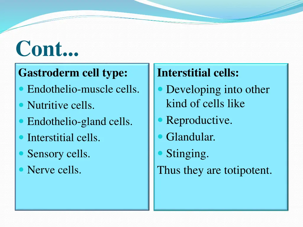 cont gastroderm cell type endothelio muscle cells