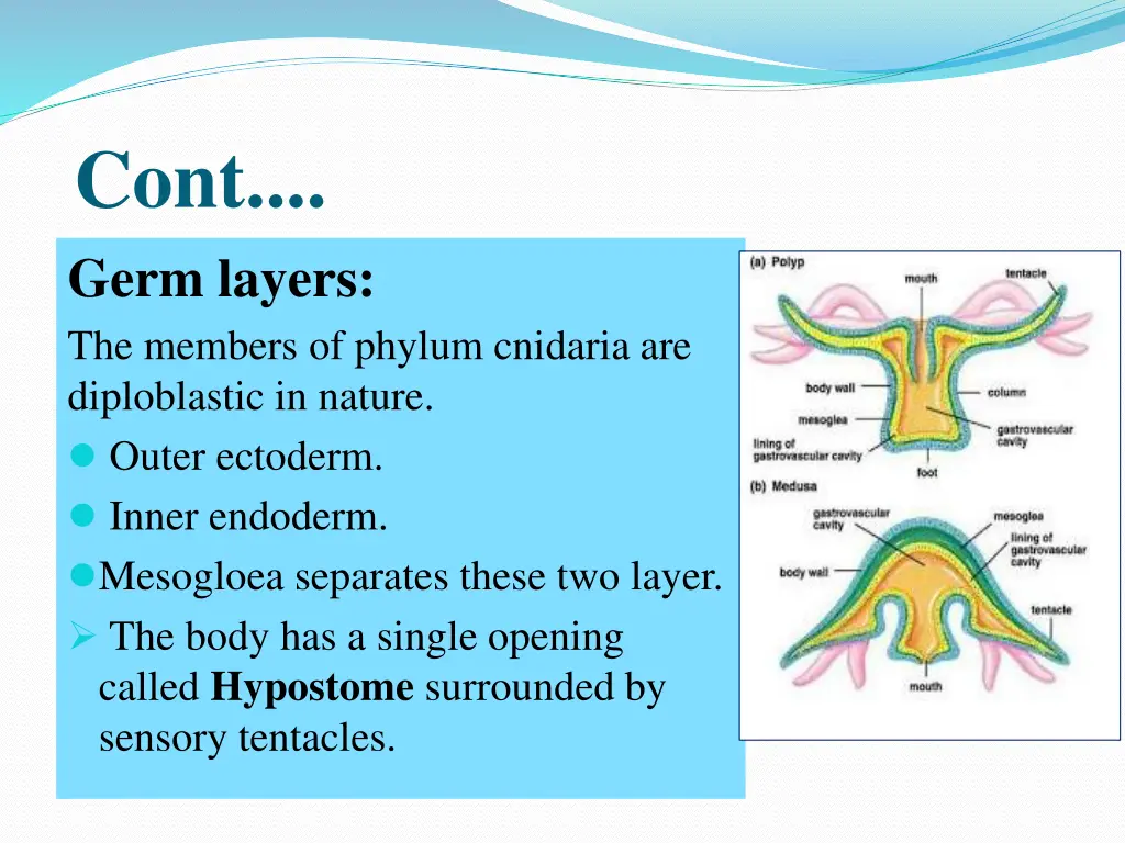 cont germ layers the members of phylum cnidaria