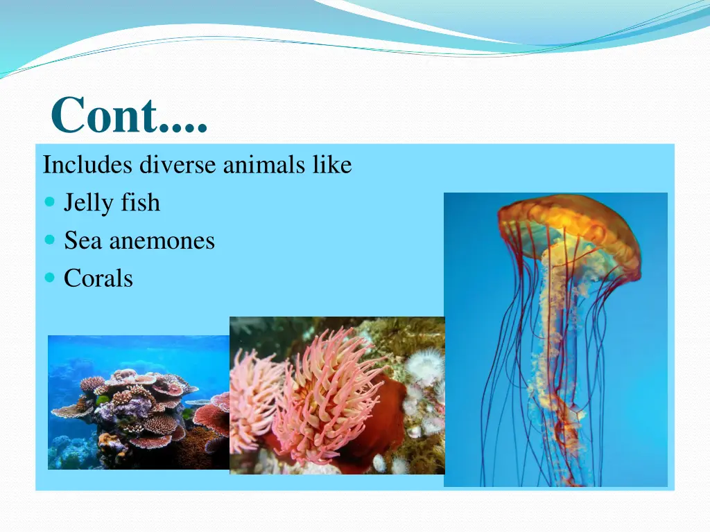 cont includes diverse animals like jelly fish