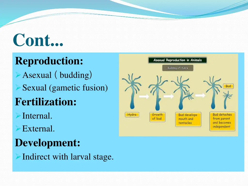 cont reproduction asexual budding sexual gametic