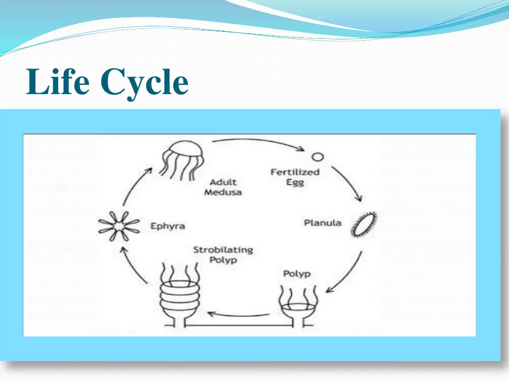 life cycle