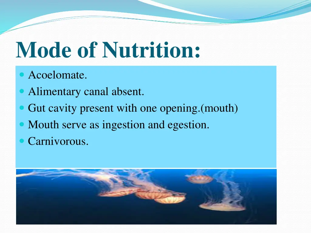 mode of nutrition acoelomate alimentary canal