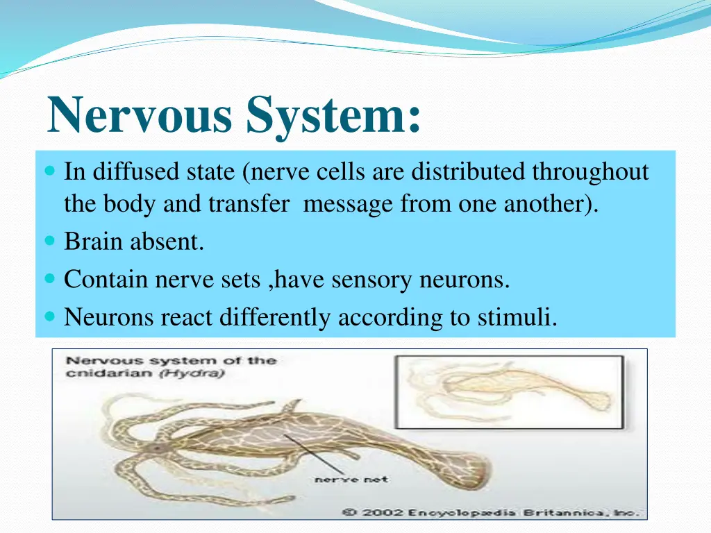 nervous system in diffused state nerve cells