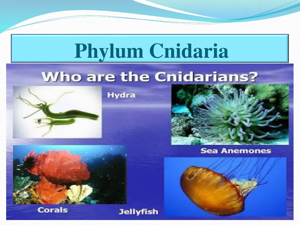 phylum cnidaria