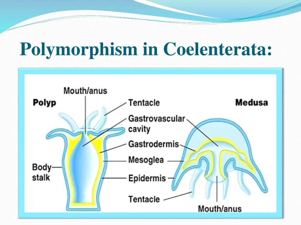 polymorphism in coelenterata