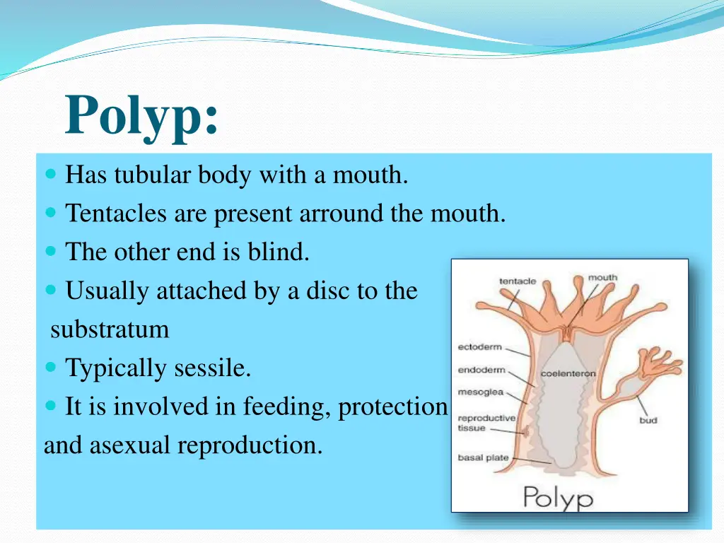 polyp has tubular body with a mouth tentacles