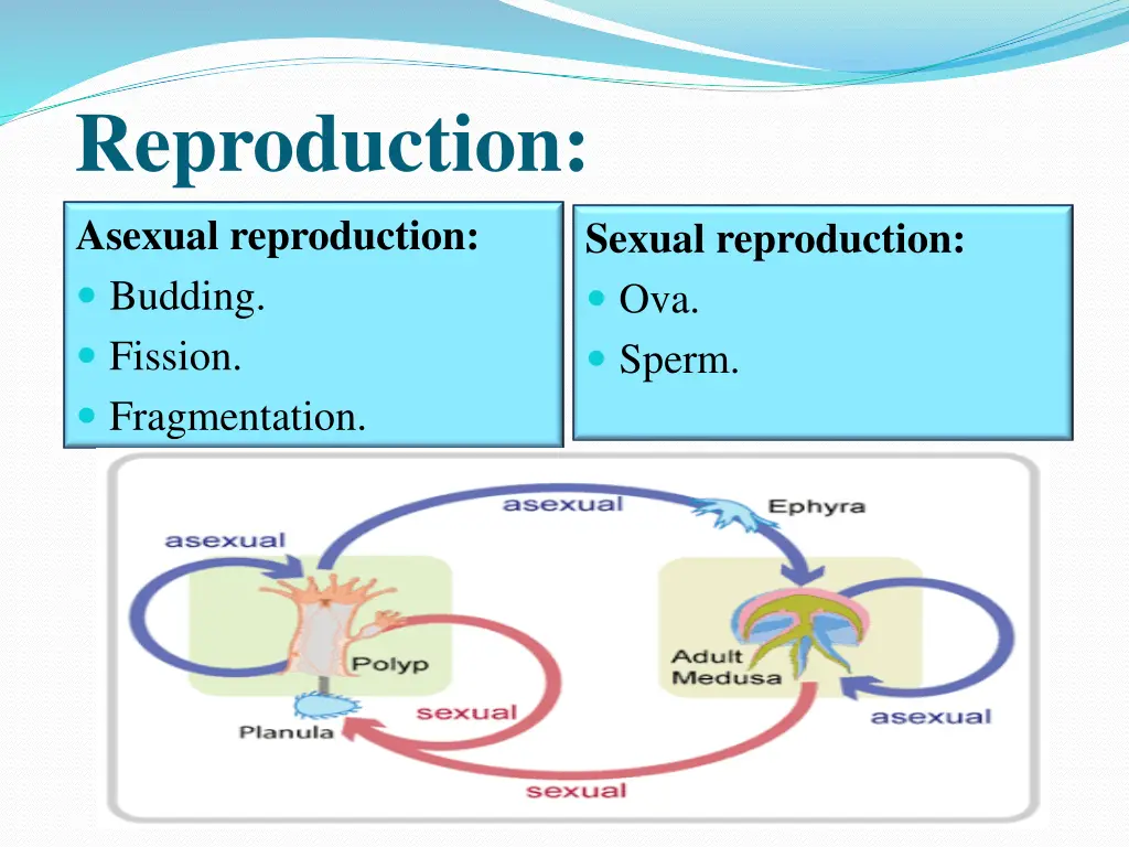 reproduction asexual reproduction budding fission