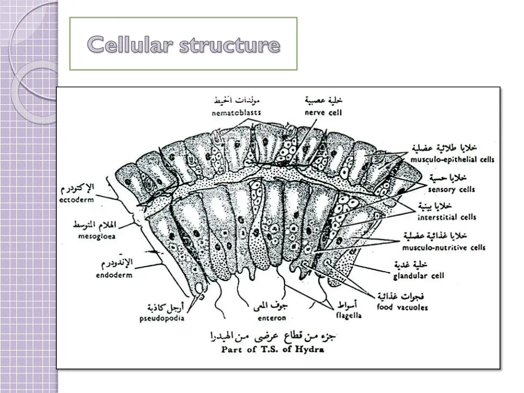 cellular structure