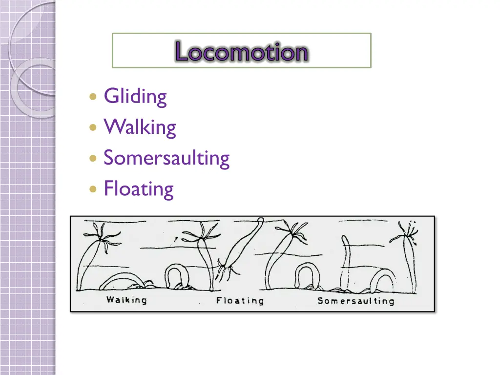 locomotion