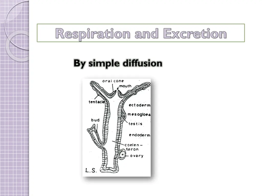 respiration and excretion