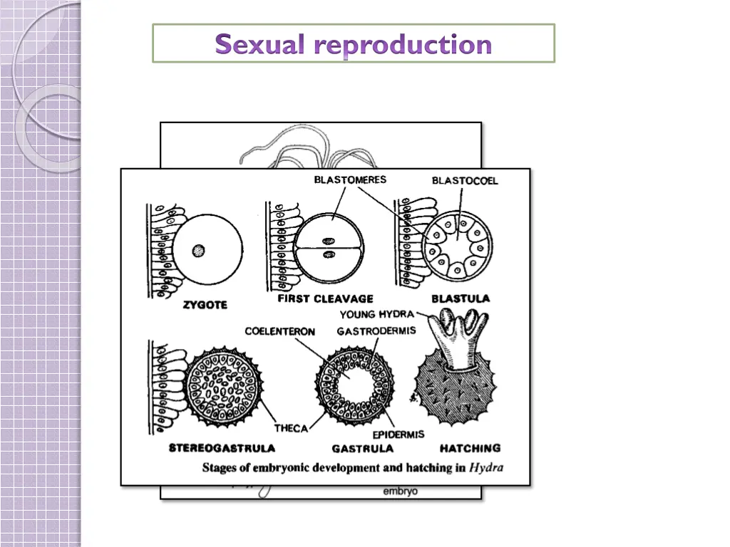 sexual reproduction