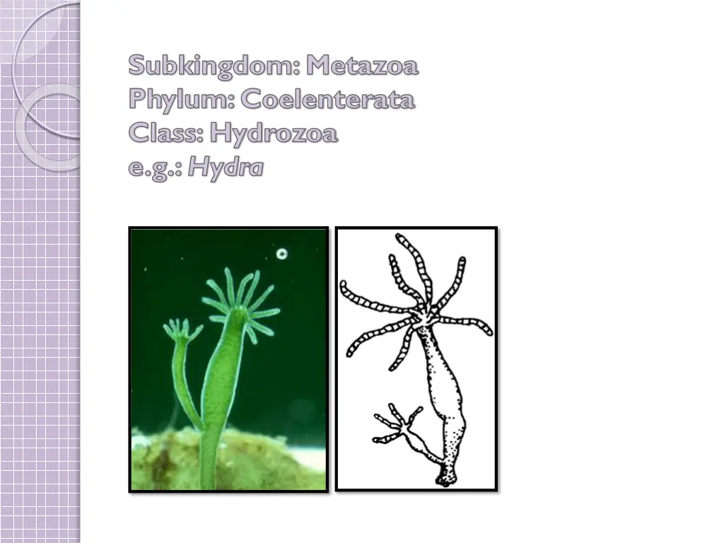 subkingdom metazoa phylum coelenterata class