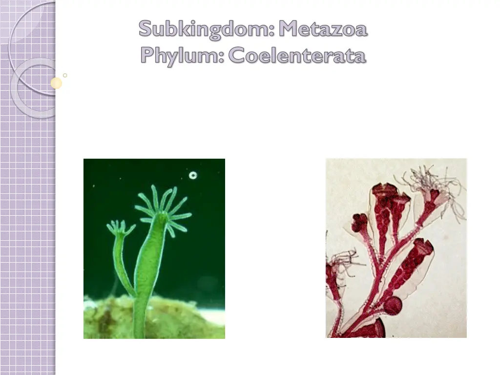 subkingdom metazoa phylum coelenterata