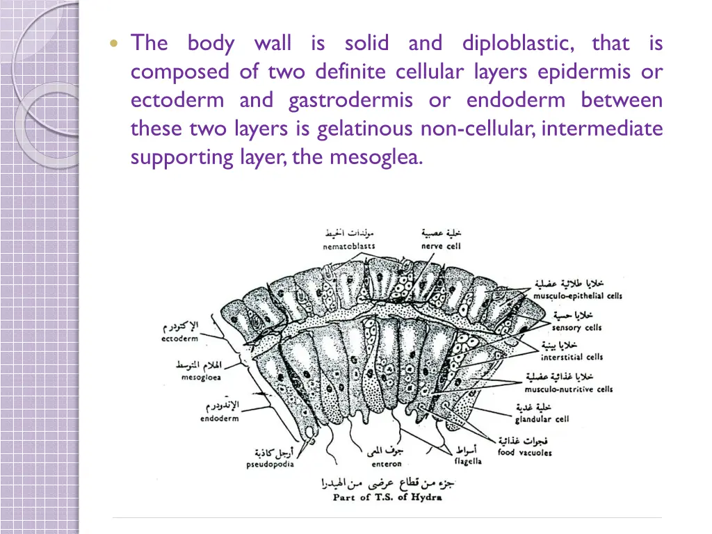 the body wall is solid and diploblastic that