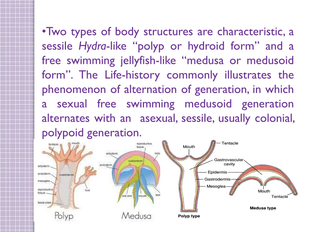 two types of body structures are characteristic