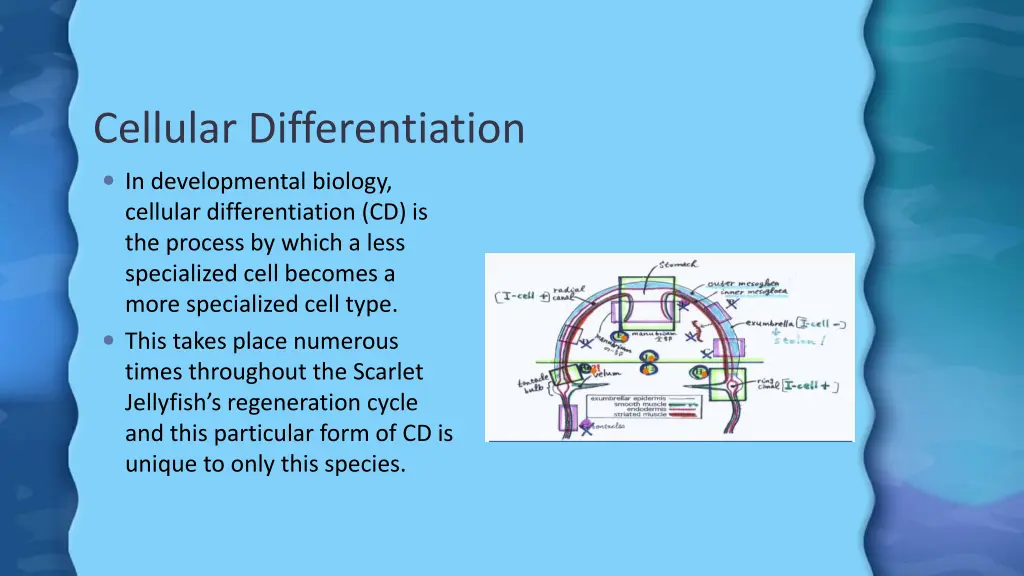 cellular differentiation