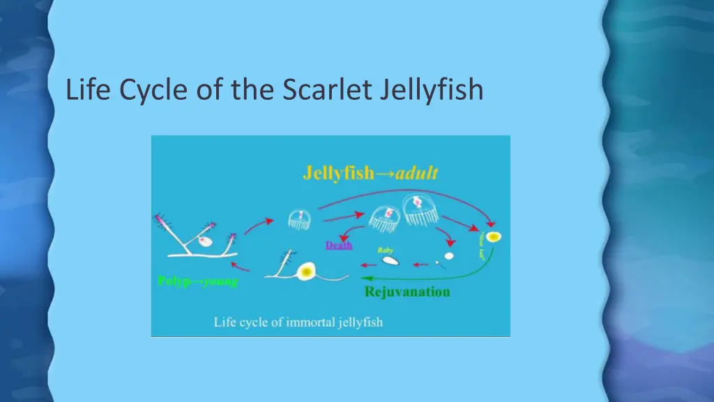 life cycle of the scarlet jellyfish