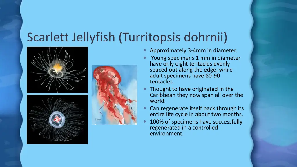 scarlett jellyfish turritopsis dohrnii