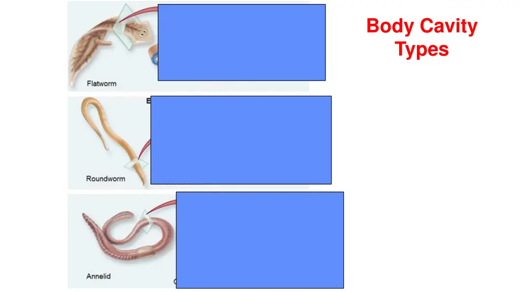 body cavity types